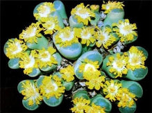 Load image into Gallery viewer, 50pcs Fresh succulent cactus ~Living stones Lithops Pseudotruncatella SS