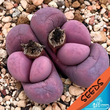 Load image into Gallery viewer, 50pcs Fresh succulent cactus ~Living stones Lithops Pseudotruncatella SS