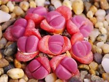 Load image into Gallery viewer, 50pcs Fresh succulent cactus ~Living stones Lithops Pseudotruncatella SS