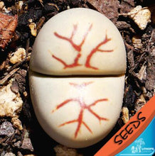 Load image into Gallery viewer, 50pcs Fresh succulent cactus ~Living stones Lithops Pseudotruncatella SS