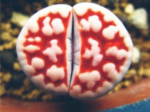 Load image into Gallery viewer, 50pcs Fresh succulent cactus ~Living stones Lithops Pseudotruncatella SS