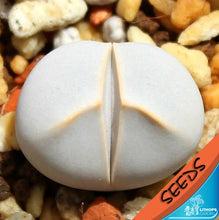 Load image into Gallery viewer, 50pcs Fresh succulent cactus ~Living stones Lithops Pseudotruncatella SS