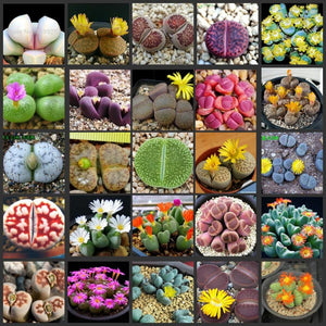 50pcs Fresh succulent cactus ~Living stones Lithops Pseudotruncatella SS