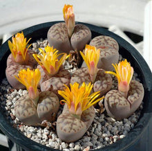 Load image into Gallery viewer, 50pcs Fresh succulent cactus ~Living stones Lithops Pseudotruncatella SS
