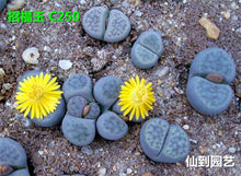 Load image into Gallery viewer, 50pcs Fresh succulent cactus ~Living stones Lithops Pseudotruncatella SS
