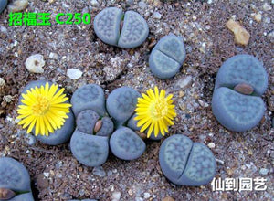 50pcs Fresh succulent cactus ~Living stones Lithops Pseudotruncatella SS