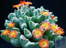 Load image into Gallery viewer, 50pcs Fresh succulent cactus ~Living stones Lithops Pseudotruncatella SS
