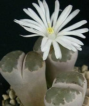 Load image into Gallery viewer, 50pcs Fresh succulent cactus ~Living stones Lithops Pseudotruncatella SS
