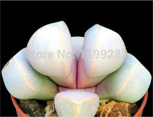 Load image into Gallery viewer, 50pcs Fresh succulent cactus ~Living stones Lithops Pseudotruncatella SS
