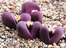 Load image into Gallery viewer, 50pcs Fresh succulent cactus ~Living stones Lithops Pseudotruncatella SS
