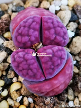 Load image into Gallery viewer, 50pcs Fresh succulent cactus ~Living stones Lithops Pseudotruncatella SS
