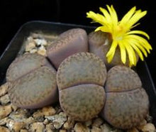 Load image into Gallery viewer, 50pcs Fresh succulent cactus ~Living stones Lithops Pseudotruncatella SS
