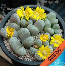 Load image into Gallery viewer, 50pcs Fresh succulent cactus ~Living stones Lithops Pseudotruncatella SS
