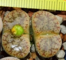 Load image into Gallery viewer, 50pcs Fresh succulent cactus ~Living stones Lithops Pseudotruncatella SS
