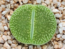 Load image into Gallery viewer, 50pcs Fresh succulent cactus ~Living stones Lithops Pseudotruncatella SS
