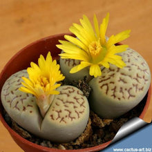 Load image into Gallery viewer, 50pcs Fresh succulent cactus ~Living stones Lithops Pseudotruncatella SS
