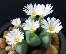 Load image into Gallery viewer, 50pcs Fresh succulent cactus ~Living stones Lithops Pseudotruncatella SS
