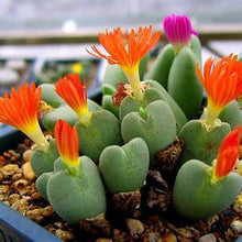 Load image into Gallery viewer, 50pcs Fresh succulent cactus ~Living stones Lithops Pseudotruncatella SS
