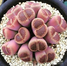 Load image into Gallery viewer, 50pcs Fresh succulent cactus ~Living stones Lithops Pseudotruncatella SS
