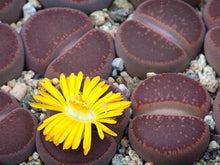 Load image into Gallery viewer, 50pcs Fresh succulent cactus ~Living stones Lithops Pseudotruncatella SS
