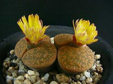 Load image into Gallery viewer, 50pcs Fresh succulent cactus ~Living stones Lithops Pseudotruncatella SS
