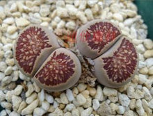 Load image into Gallery viewer, 50pcs Fresh succulent cactus ~Living stones Lithops Pseudotruncatella SS
