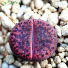 Load image into Gallery viewer, 50pcs Fresh succulent cactus ~Living stones Lithops Pseudotruncatella SS
