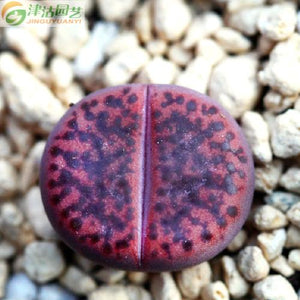 50pcs Fresh succulent cactus ~Living stones Lithops Pseudotruncatella SS