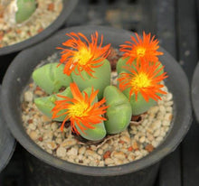 Load image into Gallery viewer, 50pcs Fresh succulent cactus ~Living stones Lithops Pseudotruncatella SS
