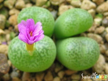 Load image into Gallery viewer, 50pcs Fresh succulent cactus ~Living stones Lithops Pseudotruncatella SS
