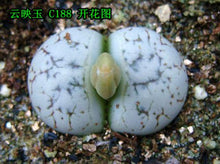 Load image into Gallery viewer, 50pcs Fresh succulent cactus ~Living stones Lithops Pseudotruncatella SS
