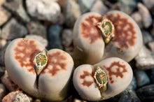 Load image into Gallery viewer, 50pcs Fresh succulent cactus ~Living stones Lithops Pseudotruncatella SS
