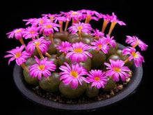 Load image into Gallery viewer, 50pcs Fresh succulent cactus ~Living stones Lithops Pseudotruncatella SS
