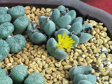 Load image into Gallery viewer, 50pcs Fresh succulent cactus ~Living stones Lithops Pseudotruncatella SS
