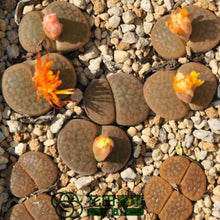 Load image into Gallery viewer, 50pcs Fresh succulent cactus ~Living stones Lithops Pseudotruncatella SS
