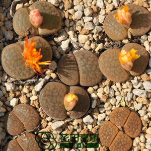 50pcs Fresh succulent cactus ~Living stones Lithops Pseudotruncatella SS